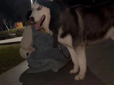 男子被狗追撵、扑倒，质问狗主人遛狗为何不牵绳，反被殴打致轻伤二级，今日宣判：被告狗主人获刑一年